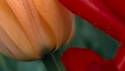 Peach Tulip & Rain