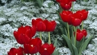 Red Tulips on White