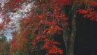 Blueridge Autumn