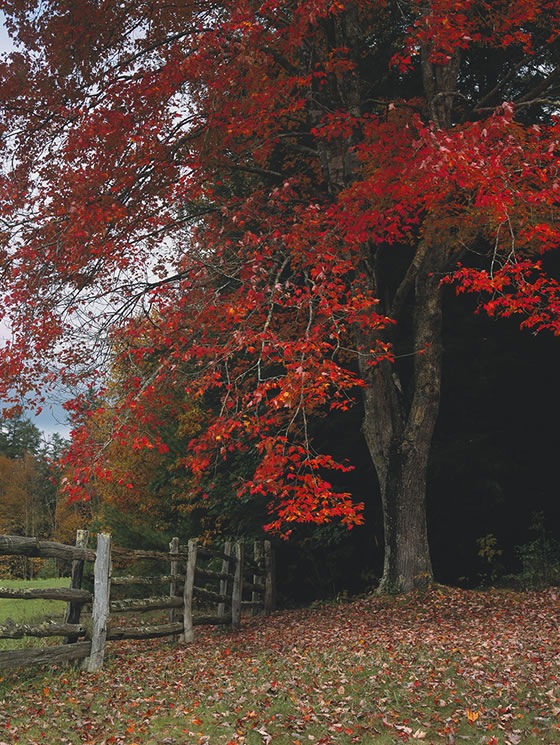 Blueridge Autumn