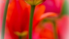 Tulip Vignette