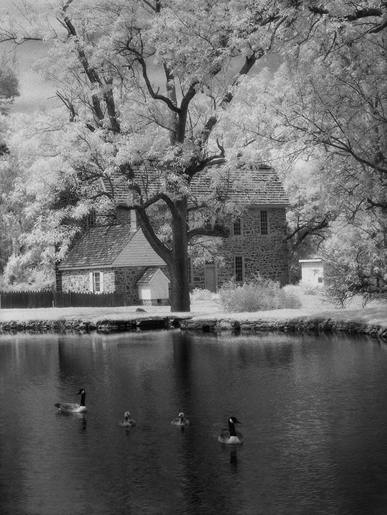 Geese Pond