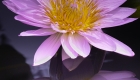 Water Lily with Reflection