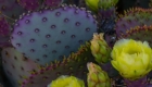 Yellow Cactus Flower